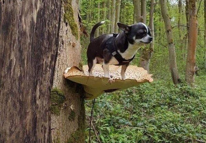 Dogs Standing On Mushrooms Is The Internet’s New Favorite Thing