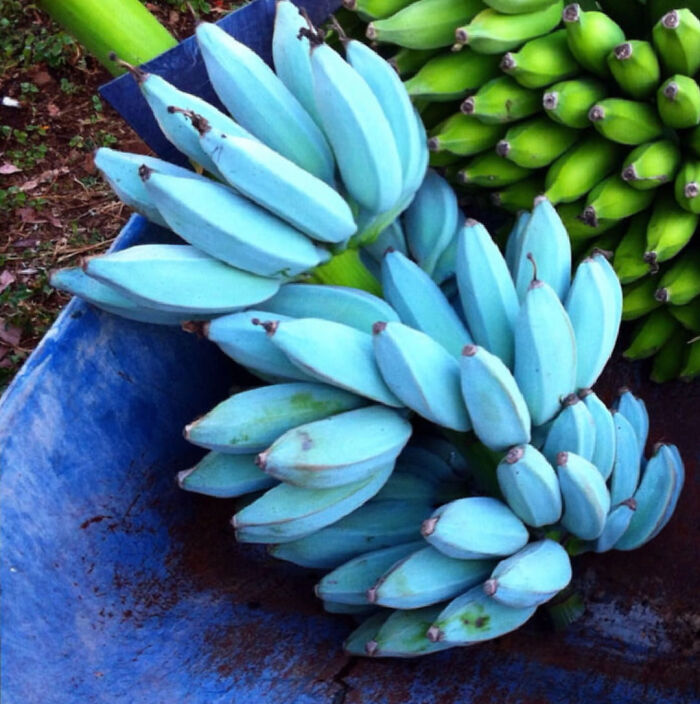 Blue tropical banana that tastes like vanilla ice cream